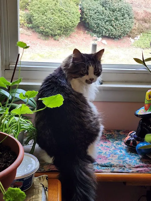 Central Animal Hospital Picture 2