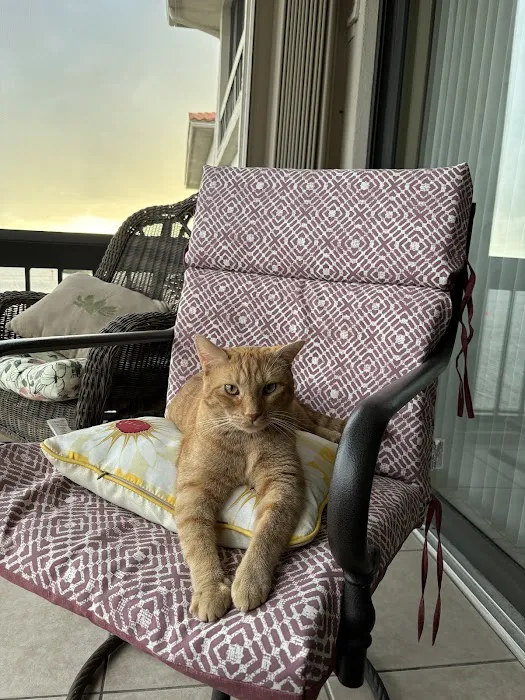 Central Animal Hospital Picture 9