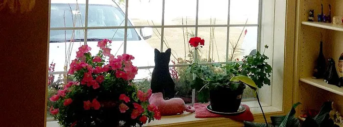 Central Animal Hospital Picture 7