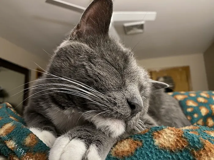 Central Animal Hospital Picture 10