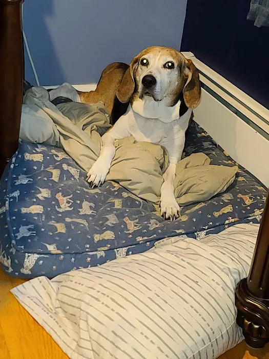 South Deerfield Veterinary Clinic Picture 4