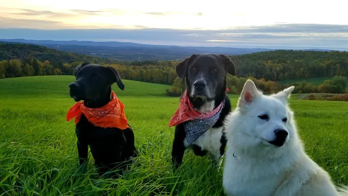 South Deerfield Veterinary Clinic Picture 8