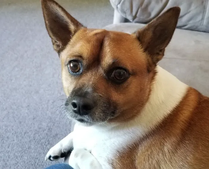 South Deerfield Veterinary Clinic Picture 6