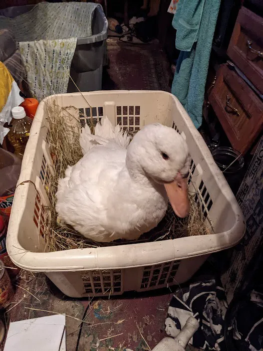 South Deerfield Veterinary Clinic Picture 3