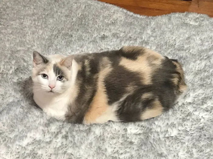 South Deerfield Veterinary Clinic Picture 1