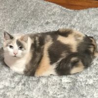 South Deerfield Veterinary Clinic ico