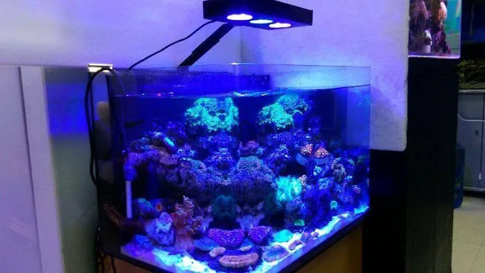 CB'S Tropical Aquarium Picture 5