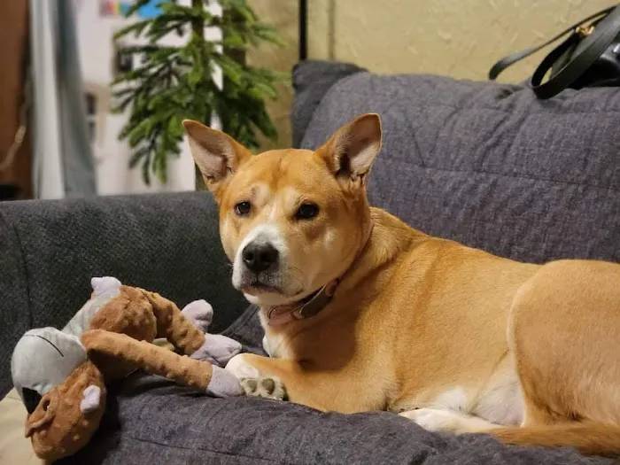 Veterinary Emergency & Specialty Hospital - South Deerfield (VESH) Picture 4