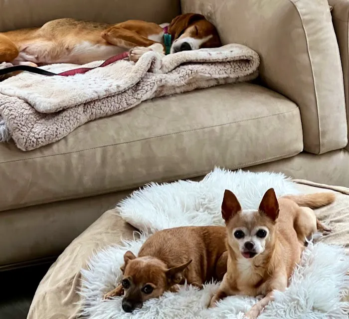 Veterinary Emergency & Specialty Hospital - South Deerfield (VESH) Picture 3