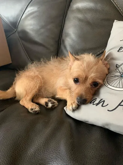 Veterinary Emergency & Specialty Hospital - South Deerfield (VESH) Picture 8