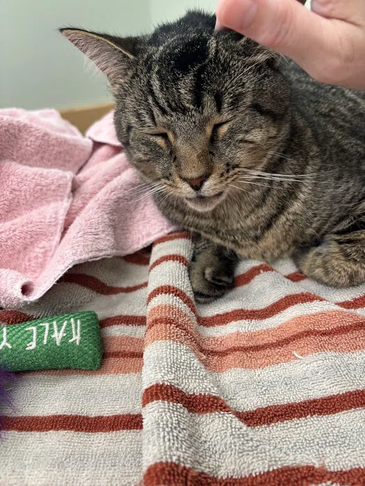 Veterinary Emergency & Specialty Hospital - South Deerfield (VESH) Picture 6