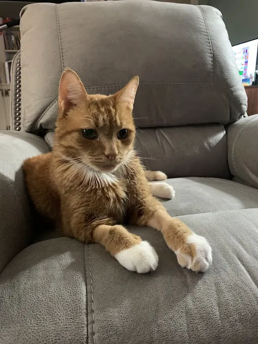 Veterinary Emergency & Specialty Hospital - South Deerfield (VESH) Picture 5