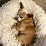 Veterinary Emergency & Specialty Hospital - South Deerfield (VESH)