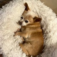 Veterinary Emergency & Specialty Hospital - South Deerfield (VESH) ico