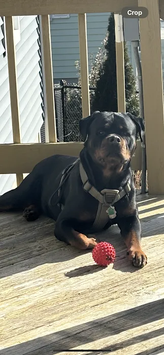 Veterinary Emergency & Specialty Hospital - South Deerfield (VESH) Picture 10