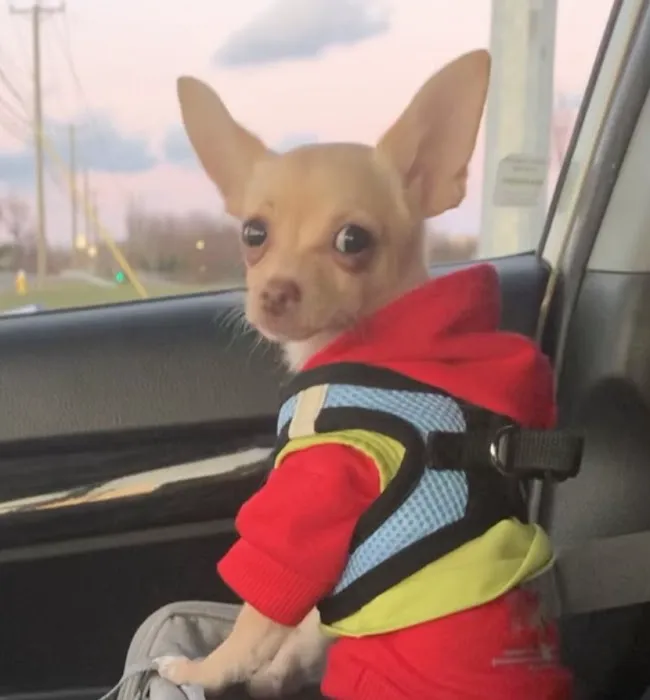 Veterinary Emergency & Specialty Hospital - South Deerfield (VESH) Picture 2