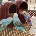 Petco