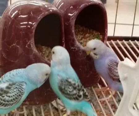 Petco