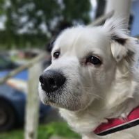 Windy Hollow Veterinary Clinic ico