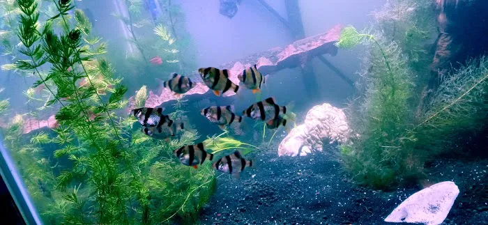 Man O War Aquatics Picture 1