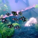 Man O War Aquatics