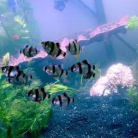 Man O War Aquatics ico