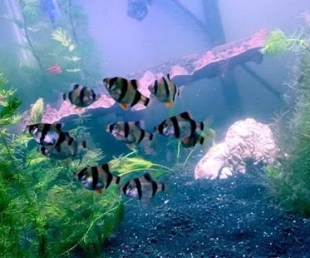 Man O War Aquatics