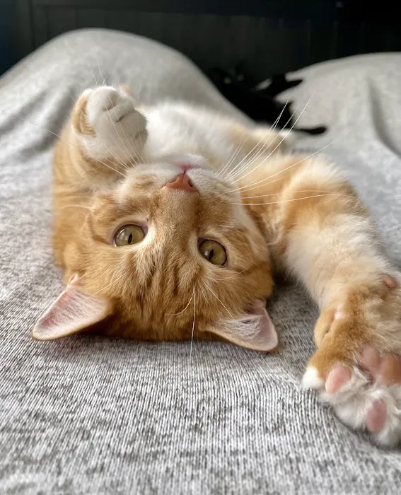 Whispering Willow Home Euthanasia Picture 5