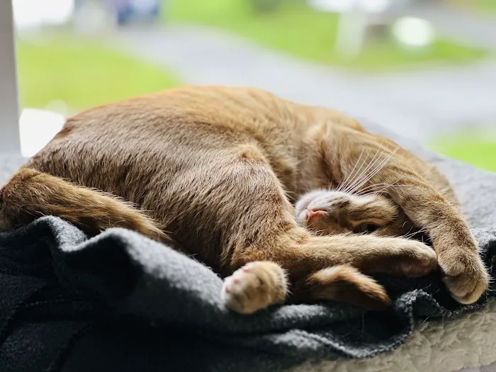 Whispering Willow Home Euthanasia Picture 1