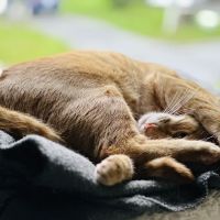 Whispering Willow Home Euthanasia ico