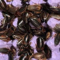 My Mealworms Farm ico