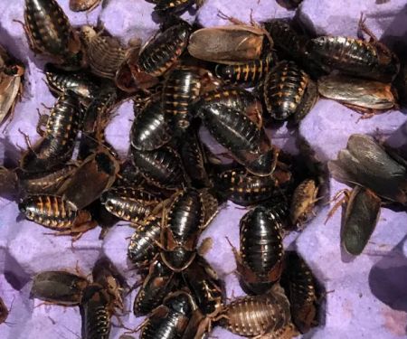 My Mealworms Farm