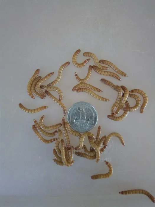 My Mealworms Farm Picture 2
