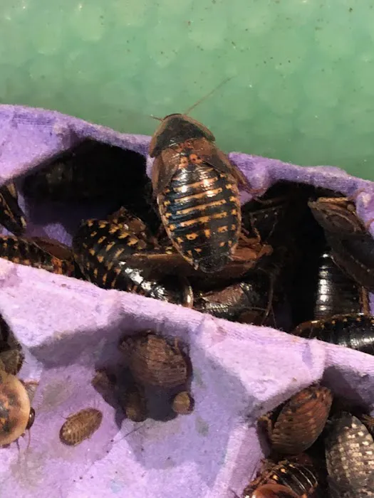 My Mealworms Farm Picture 6