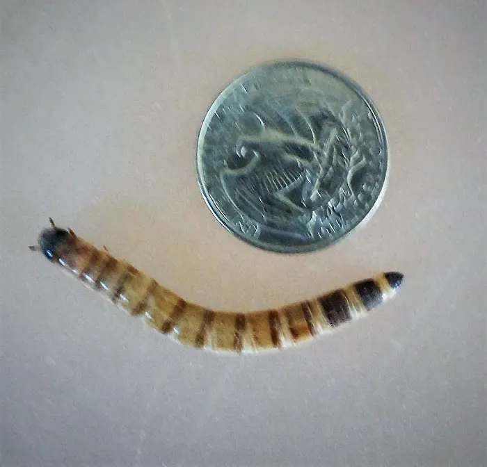 My Mealworms Farm Picture 7