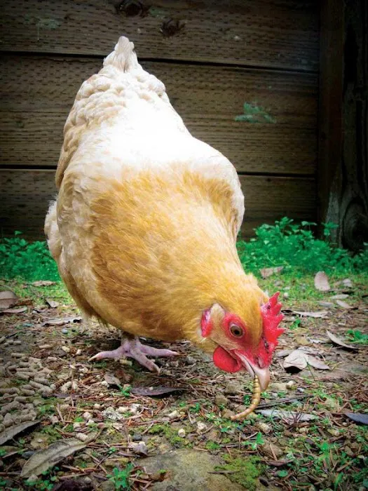 My Mealworms Farm Picture 4