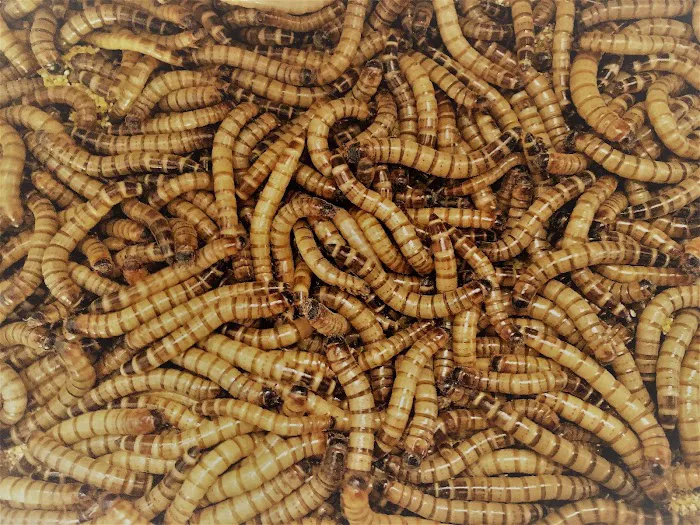 My Mealworms Farm Picture 10