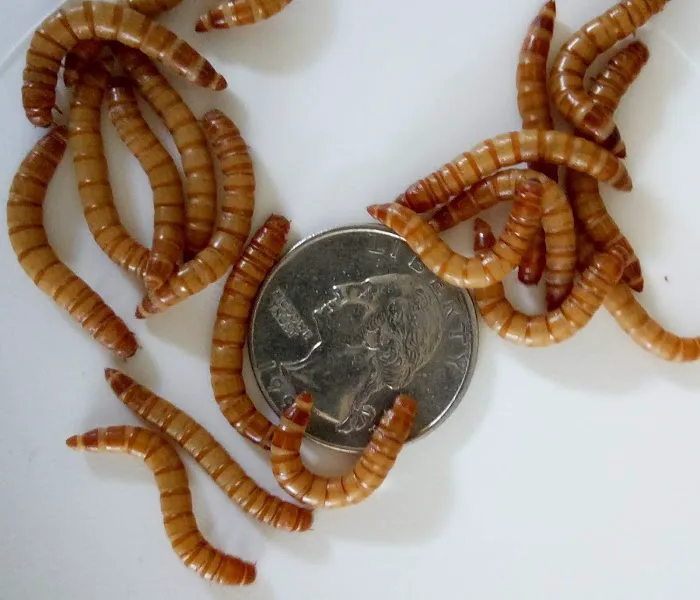 My Mealworms Farm Picture 3