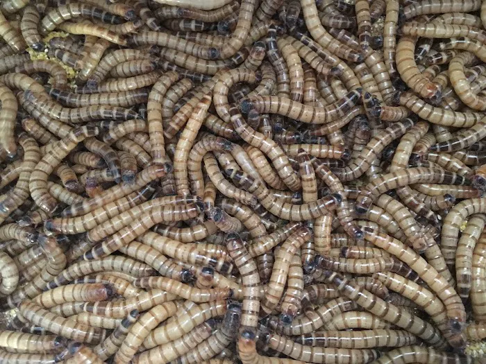 My Mealworms Farm Picture 9