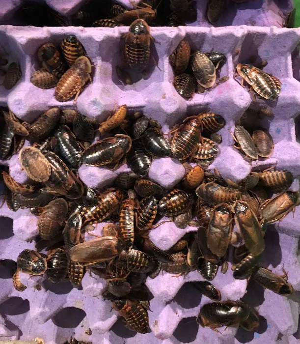 My Mealworms Farm Picture 5