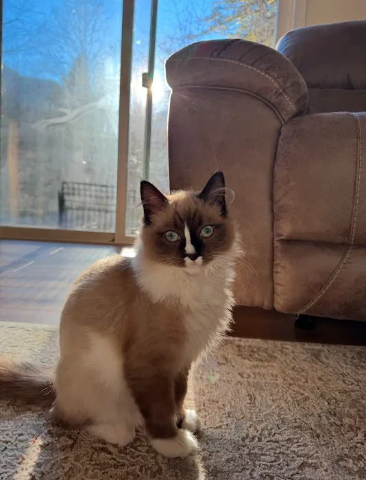 Oregon Ragdolls Picture 7