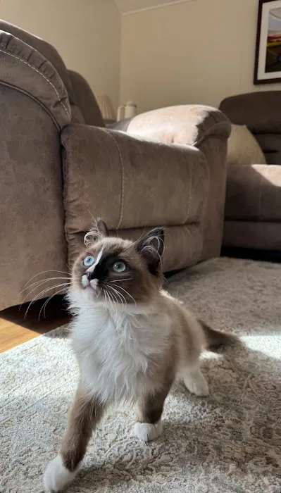 Oregon Ragdolls Picture 5