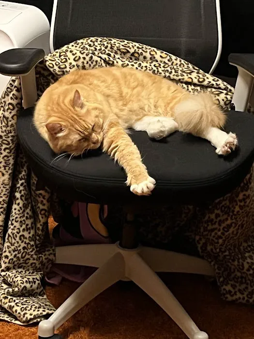 Oregon Ragdolls Picture 4