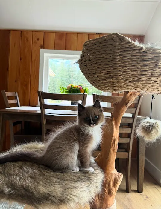 Oregon Ragdolls Picture 6