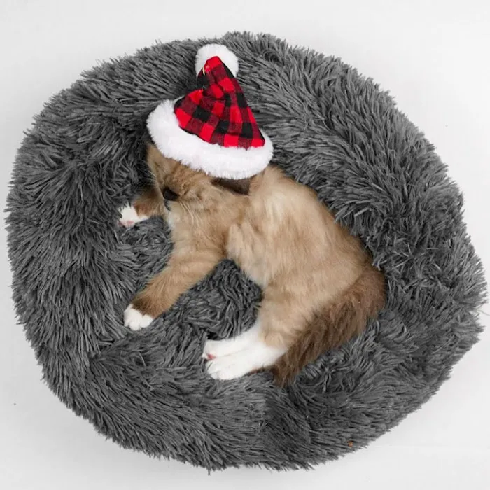 Oregon Ragdolls Picture 10