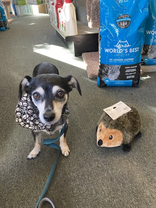 Dolly’s Pet Shoppe Picture 4