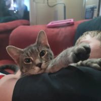 Dolly’s Pet Shoppe ico