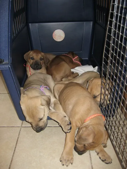 VCA Northboro Animal Hospital Picture 4