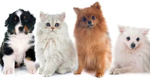 Alley Cat Pet Center Picture 7