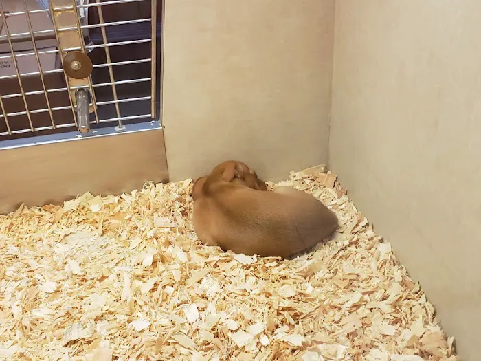 Alley Cat Pet Center Picture 5